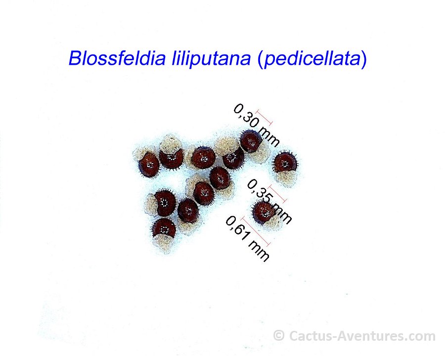 Blossfeldia liliputana pedicellata